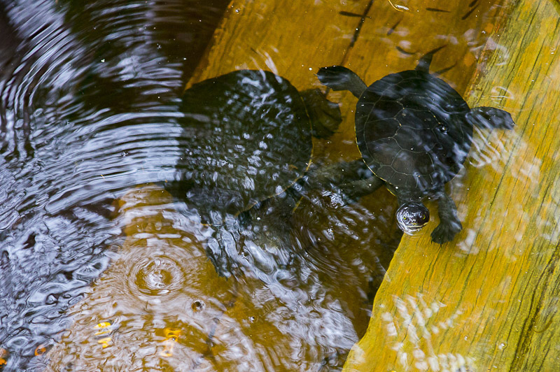 Край света. Австралия, январь 2012
