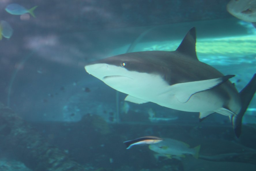 5500 км по дорогам Австралии