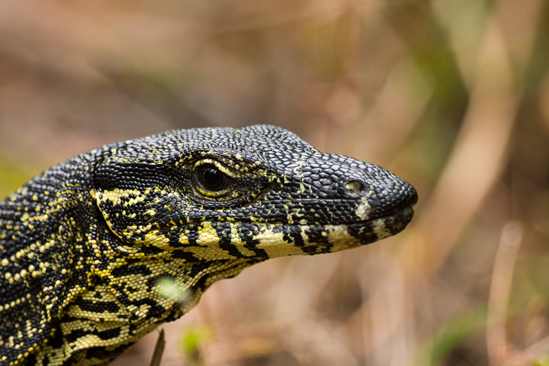Край света. Австралия, январь 2012