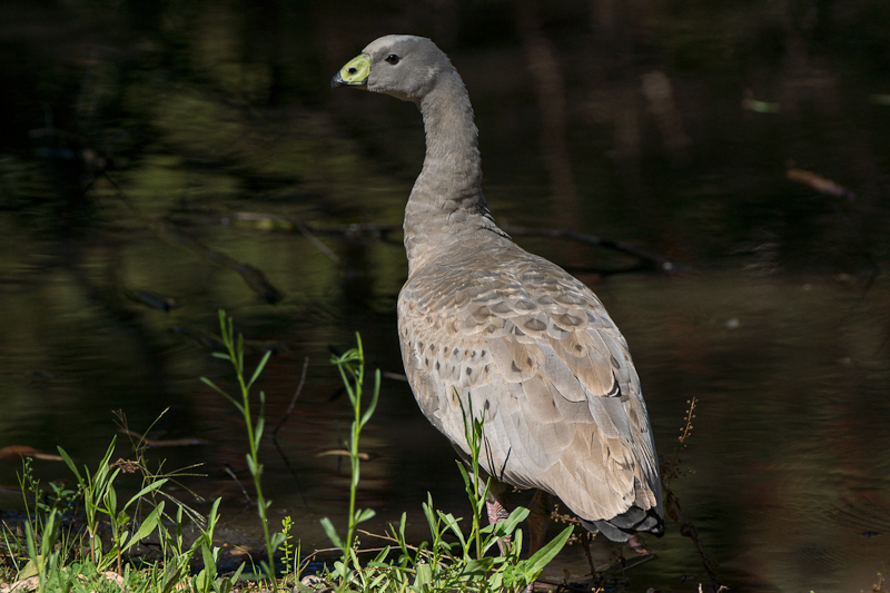 Край света. Австралия, январь 2012