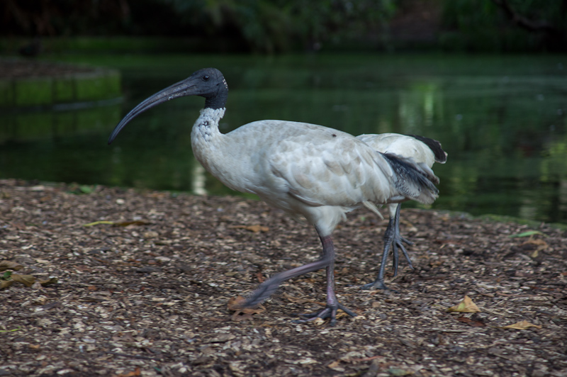 Край света. Австралия, январь 2012