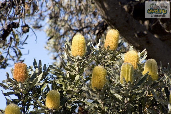 Путешествие по Западной Австралии: Perth - Cervantes - RockWave 2006