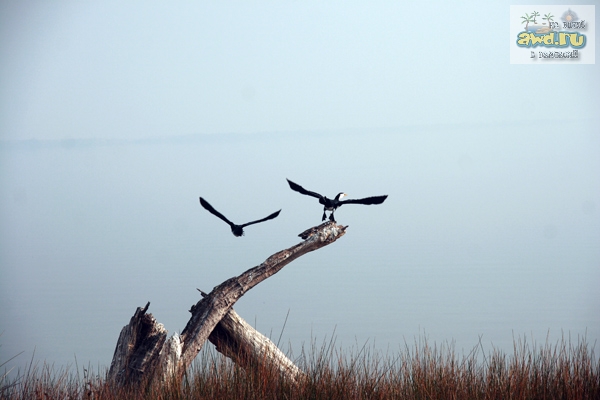 Путешествие по Западной Австралии: Perth - Cervantes - RockWave 2006