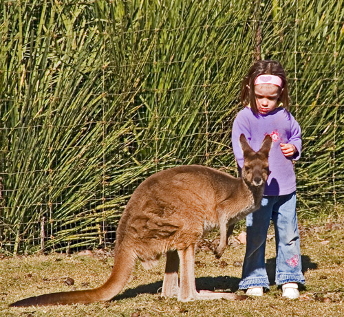 Путешествие по Западной Австралии: Perth - Cervantes - RockWave 2006