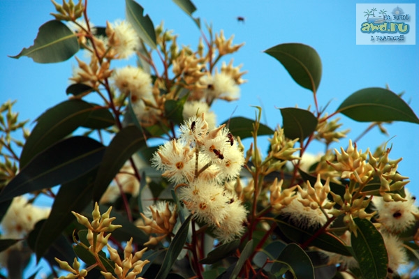 Путешествие по Западной Австралии: Perth - Cervantes - RockWave 2006