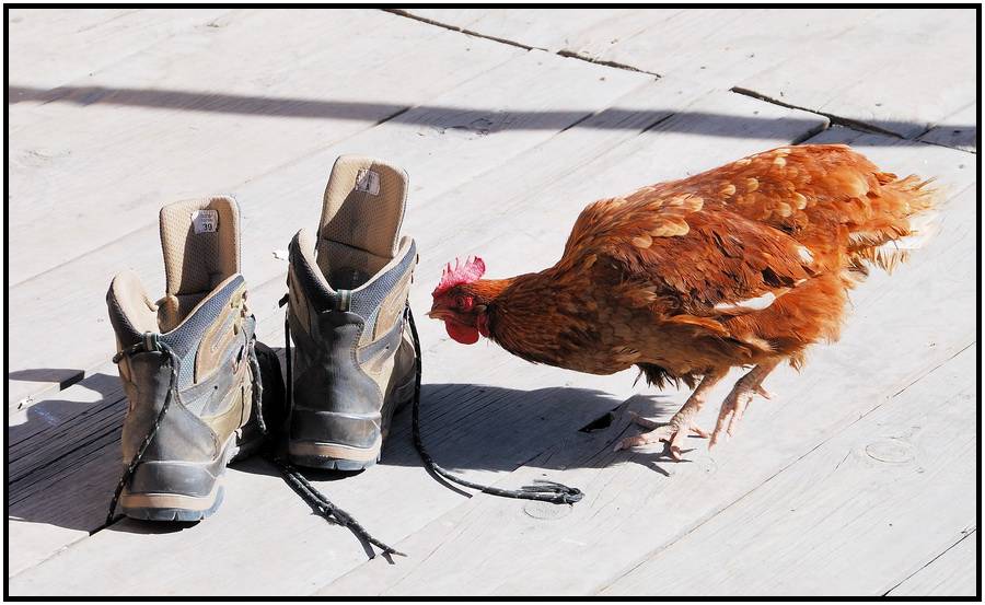 Непал 2008 "Annapurna Cirkuit Trek" 37 отобранных