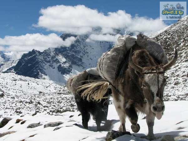 Непал, перевал Cho La pass