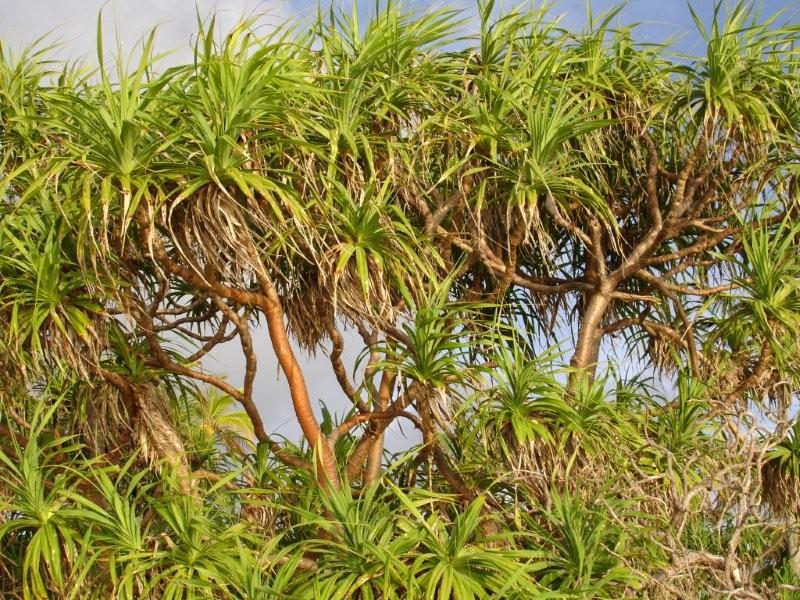 о.Ган (Мальдивы)-нешумный пионерский рай