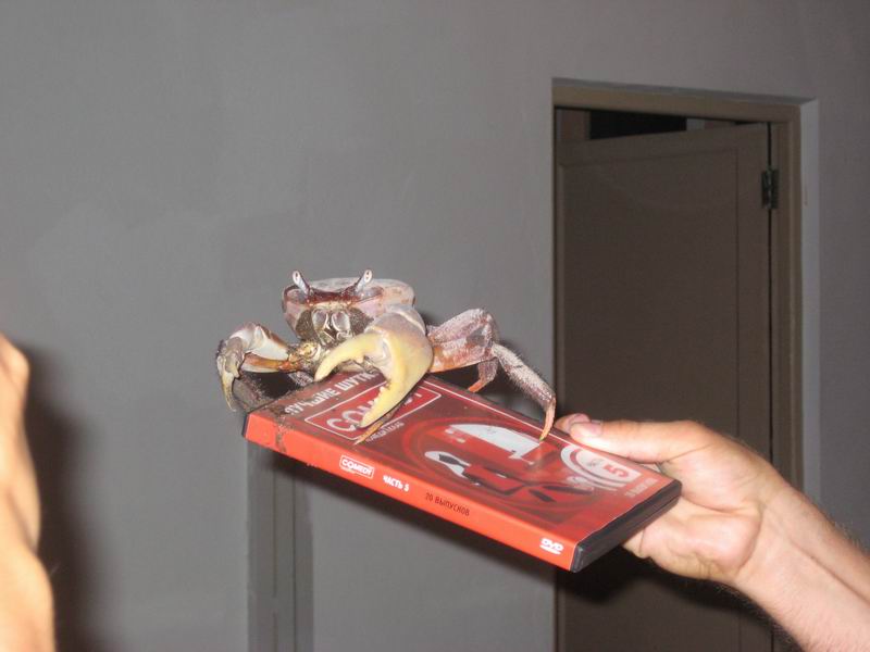 Шри Ланка + Мальдивы. Дорогами Сингальских королей! Траффик!