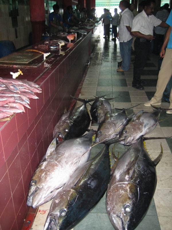 Шри Ланка + Мальдивы. Дорогами Сингальских королей! Траффик!