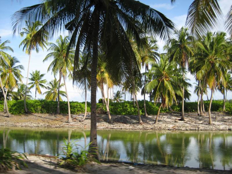 Шри Ланка + Мальдивы. Дорогами Сингальских королей! Траффик!