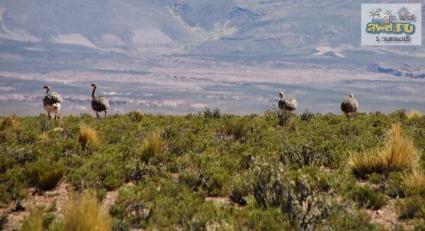 42-х дневное путешествие по Перу и Боливии: рассказ и фото