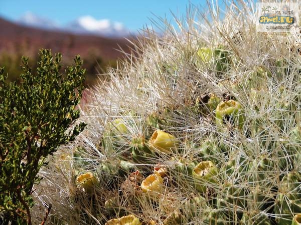 42-х дневное путешествие по Перу и Боливии: рассказ и фото