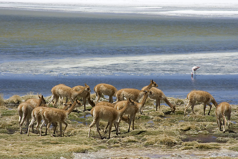 Перу и Боливия: если никуда не спешить. Ещё больше фото.