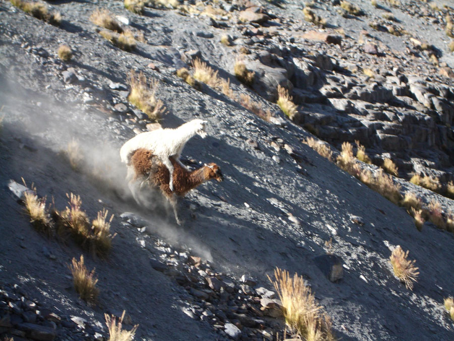 Боливия в июле 2008: краткий отчет и немного картинок