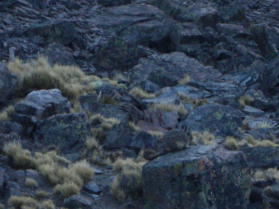 Боливия в июле 2008: краткий отчет и немного картинок