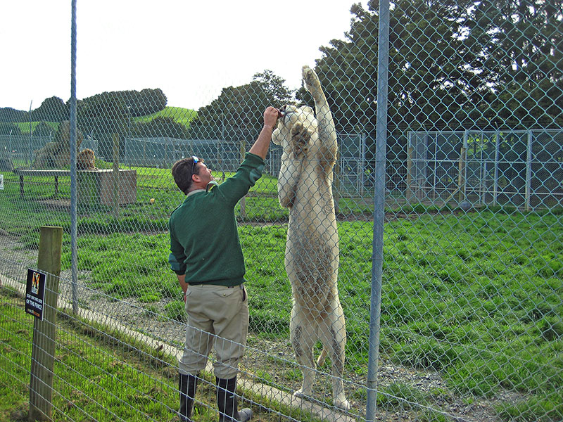 Небюджетная Океания: акулы, киты и ... большие кошки