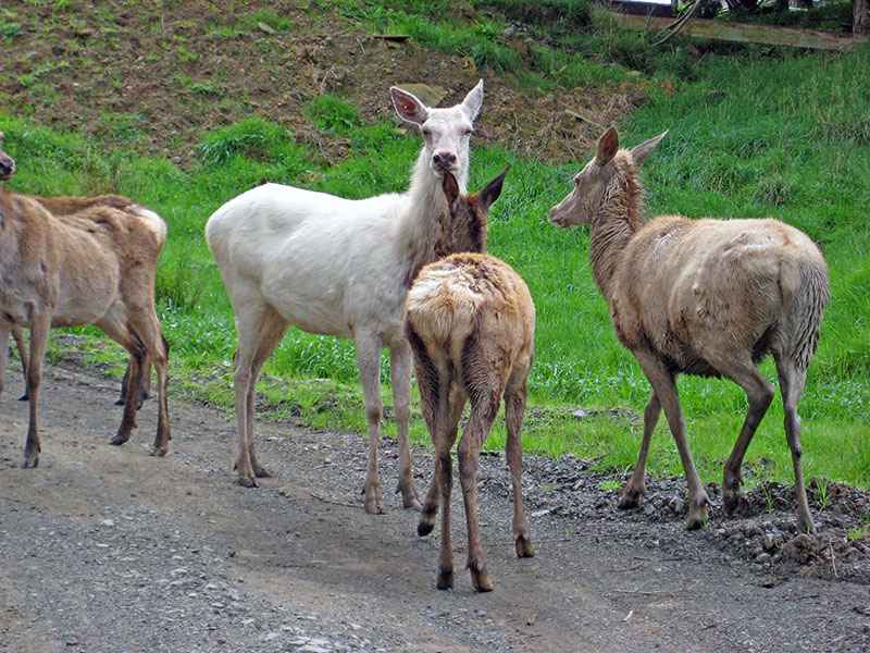 Небюджетная Океания: акулы, киты и ... большие кошки