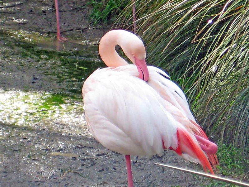 Небюджетная Океания: акулы, киты и ... большие кошки
