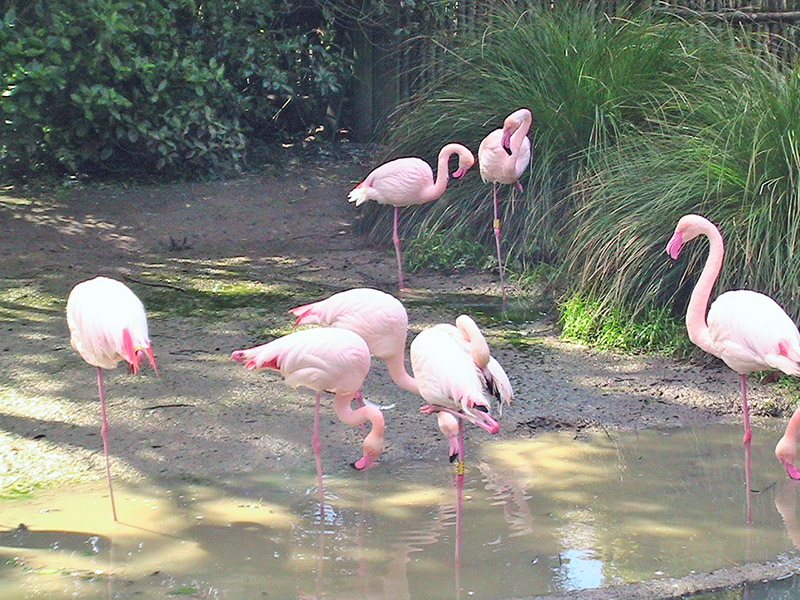 Небюджетная Океания: акулы, киты и ... большие кошки