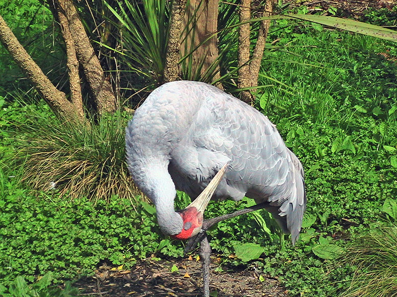 Небюджетная Океания: акулы, киты и ... большие кошки