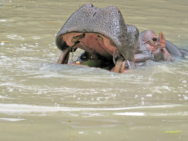 Небюджетная Океания: акулы, киты и ... большие кошки