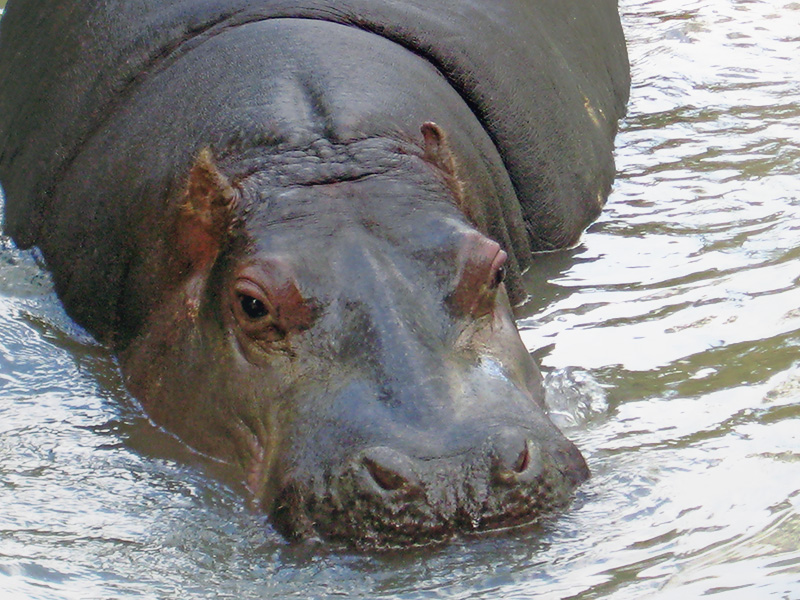 Небюджетная Океания: акулы, киты и ... большие кошки