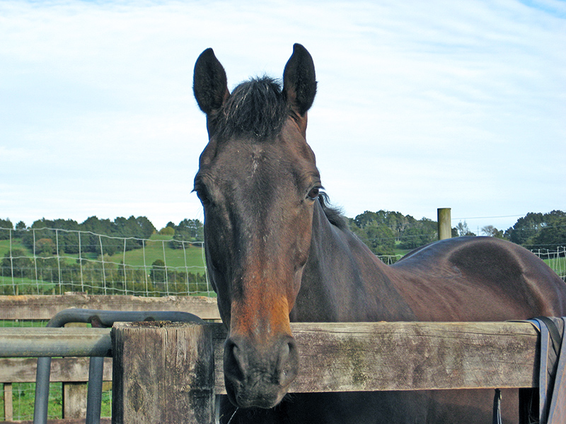 Небюджетная Океания: акулы, киты и ... большие кошки