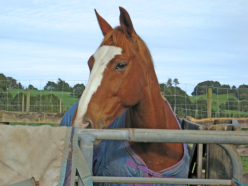 Небюджетная Океания: акулы, киты и ... большие кошки