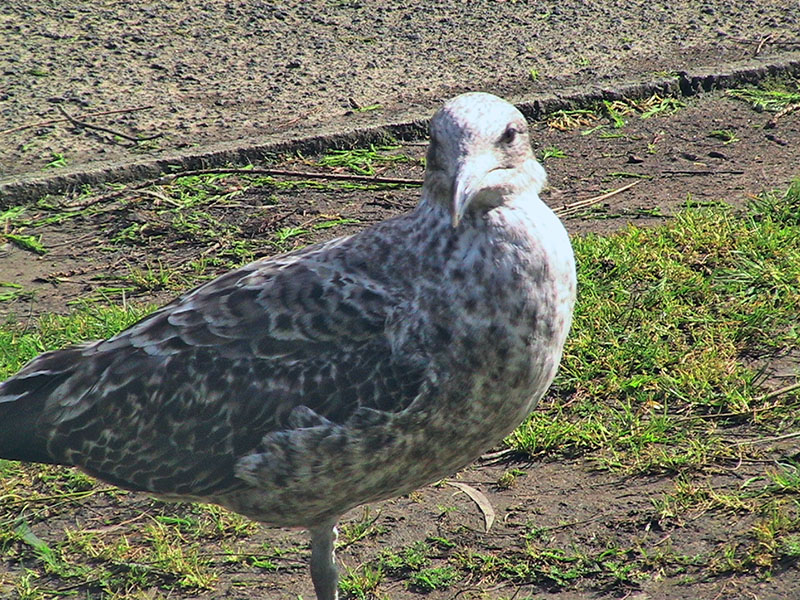 Небюджетная Океания: акулы, киты и ... большие кошки
