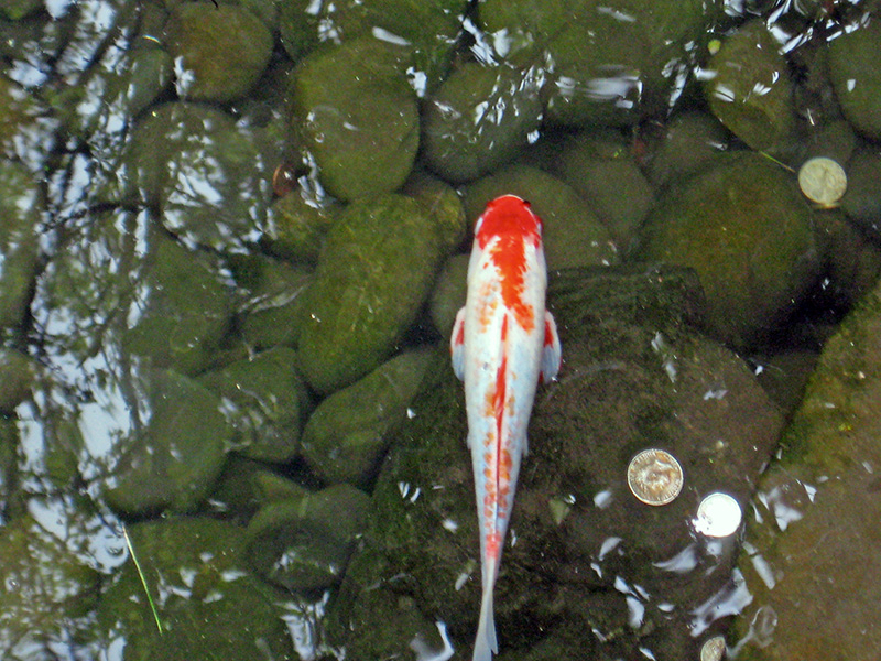 Небюджетная Океания: акулы, киты и ... большие кошки