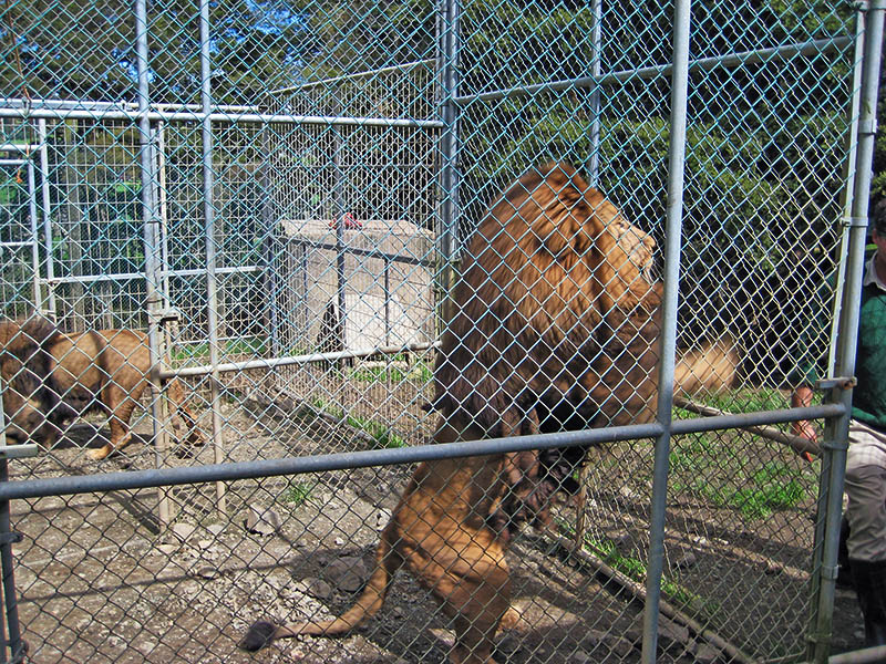 Небюджетная Океания: акулы, киты и ... большие кошки