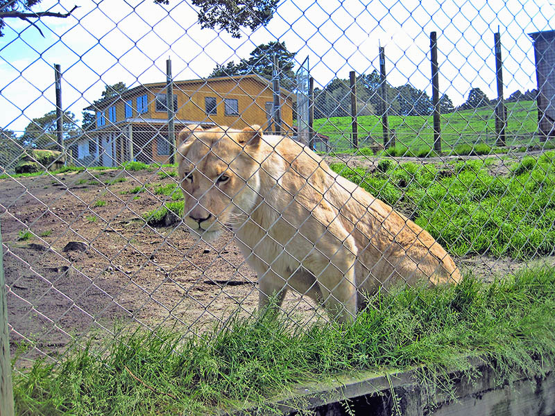 Небюджетная Океания: акулы, киты и ... большие кошки