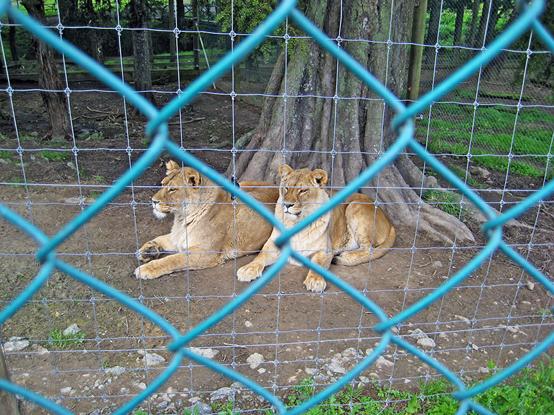 Небюджетная Океания: акулы, киты и ... большие кошки