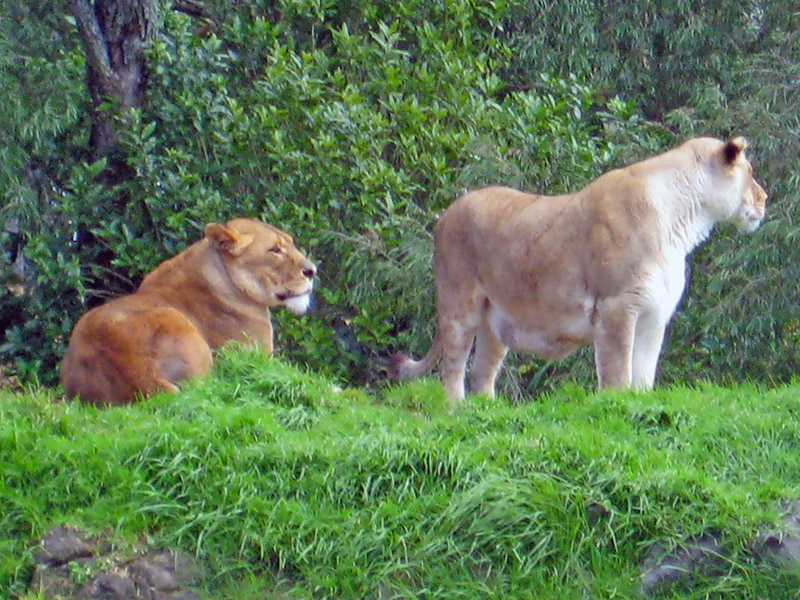 Небюджетная Океания: акулы, киты и ... большие кошки