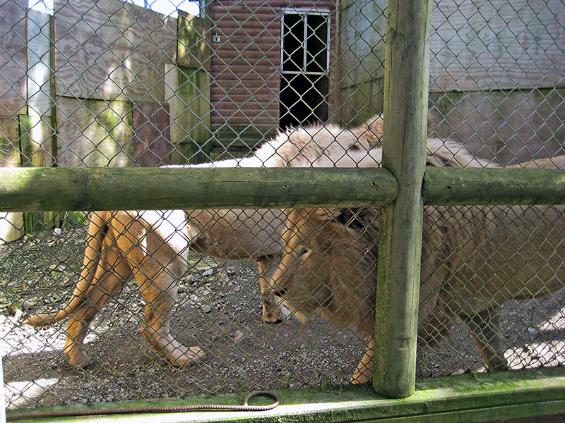 Небюджетная Океания: акулы, киты и ... большие кошки