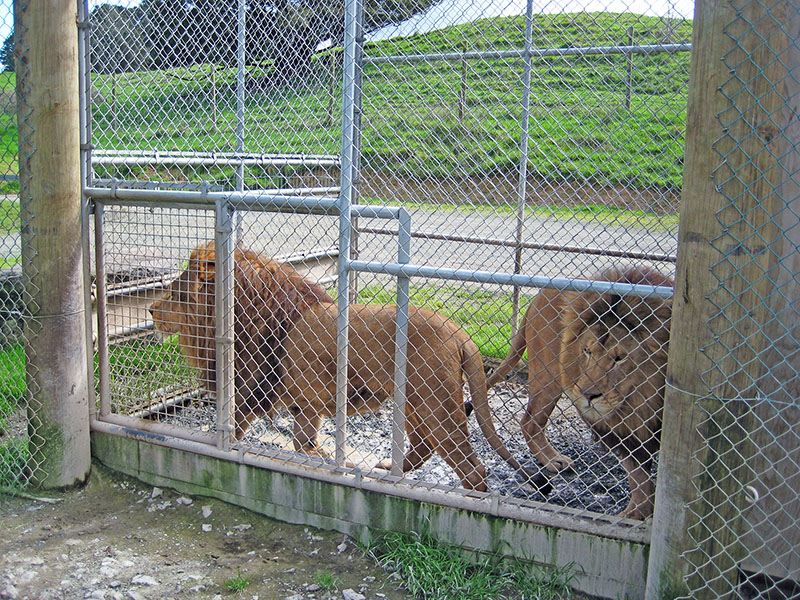 Небюджетная Океания: акулы, киты и ... большие кошки