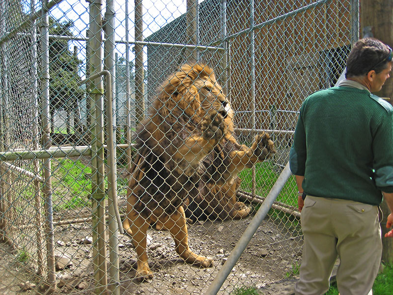 Небюджетная Океания: акулы, киты и ... большие кошки