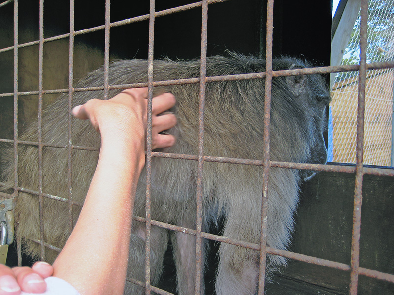 Небюджетная Океания: акулы, киты и ... большие кошки