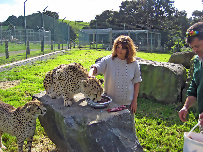 Небюджетная Океания: акулы, киты и ... большие кошки