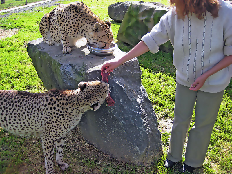 Небюджетная Океания: акулы, киты и ... большие кошки