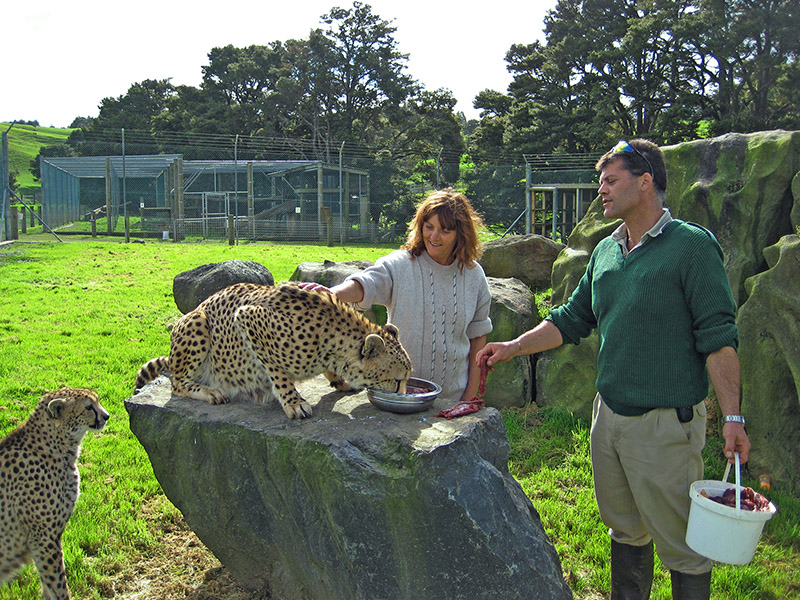Небюджетная Океания: акулы, киты и ... большие кошки