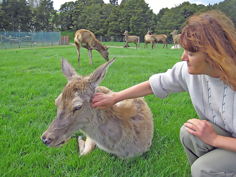 Небюджетная Океания: акулы, киты и ... большие кошки