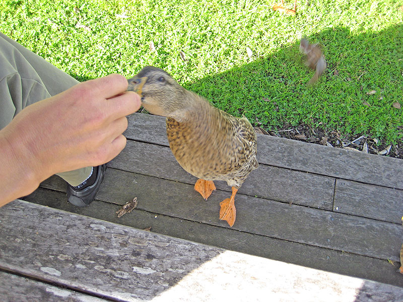 Небюджетная Океания: акулы, киты и ... большие кошки