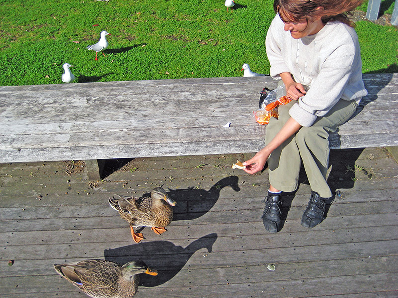 Небюджетная Океания: акулы, киты и ... большие кошки