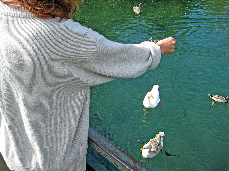 Небюджетная Океания: акулы, киты и ... большие кошки