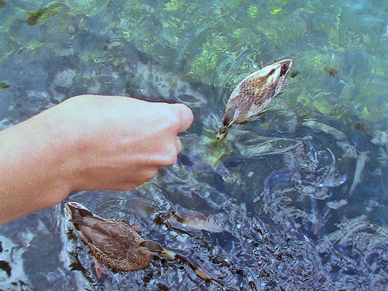 Небюджетная Океания: акулы, киты и ... большие кошки