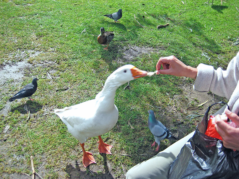 Небюджетная Океания: акулы, киты и ... большие кошки