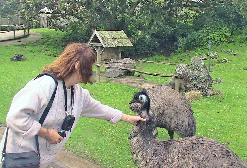 Небюджетная Океания: акулы, киты и ... большие кошки