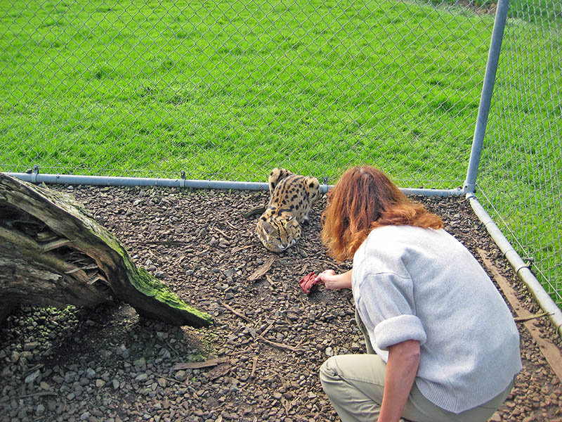 Небюджетная Океания: акулы, киты и ... большие кошки
